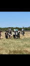 Cheval camargue &agrave; vendre