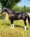 Venta Caballo Semental  Lusitano 