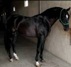 Venta Caballo Semental  Lusitano 