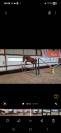 Ponette comme il faut x nabab 