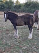 QALEDWLCH poulain irish-cob pp ics