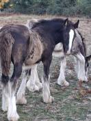 QALEDWLCH poulain irish-cob pp ics