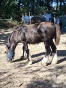QALEDWLCH poulain irish-cob pp ics