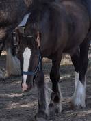 QALEDWLCH poulain irish-cob pp ics