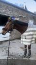 Cheval &agrave; vendre