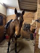 Cheval &agrave; vendre