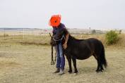 Ponette type shetland 9 ans 