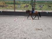 Magnifique cheval de 3 ans Polyvalent et brave