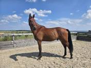 Magnifique cheval de 3 ans Polyvalent et brave