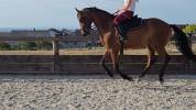 Magnifique cheval de 3 ans Polyvalent et brave