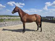 Magnifique cheval de 3 ans Polyvalent et brave