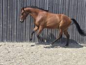 Magnifique cheval de 3 ans Polyvalent et brave