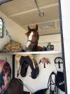 Ruin Franse rijpony PFS Te leen 2022 Vos ,  OPPLALA ST HYMER