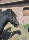 Yasmine, Ponette Pottock