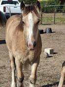 QUHOZACK de la chize irish-cob pp ics