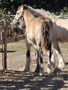 QUHOZACK de la chize irish-cob pp ics