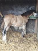 QUHOZACK de la chize irish-cob pp ics
