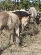 QUHOZACK de la chize irish-cob pp ics