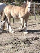 QUHOZACK de la chize irish-cob pp ics
