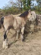 QUHOZACK de la chize irish-cob pp ics