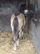 QUHOZACK de la chize irish-cob pp ics