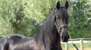 Jument frison