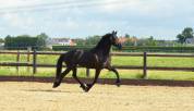 Jument frison