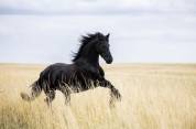 Jument frison