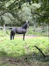 Jument frison