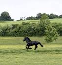 Jument frison