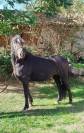 ponette connemara 4 ans