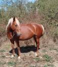 ponette connemara 4 ans