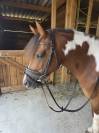 Poney B 7ans