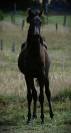 Superbe pouliche Homozygote noire 