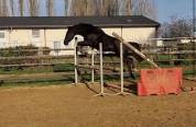 Cheval amateur 