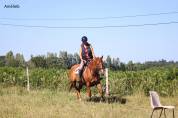 cheval SF maitre d&eacute;cole