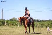 cheval SF maitre d&eacute;cole