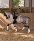 COACHING PRIV&Eacute; &ndash; DRESSAGE, &Eacute;QUITATION DE L&Eacute;G&Egrave;RET&Eacute; 