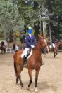 Esperta Cavalla brown KWPN del 2010 per salto ostacoli