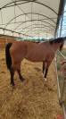 Esperta Cavalla brown KWPN del 2010 per salto ostacoli