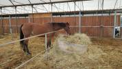 Esperta Cavalla brown KWPN del 2010 per salto ostacoli