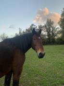 Cob Normand
