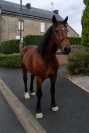 Cob Normand