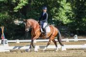 Poney D ma&icirc;tre d&rsquo;&eacute;cole, &agrave; louer