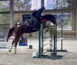 Hongre de 7 ans, +-1m65, BWP, par Nixon vh Meulenhof
