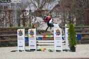 Cheval selle Fran&ccedil;ais 