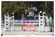 Cheval selle Fran&ccedil;ais 