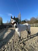Cheval selle Fran&ccedil;ais 