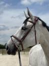 Cheval selle Fran&ccedil;ais 