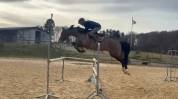 Jeune cheval 6 ans